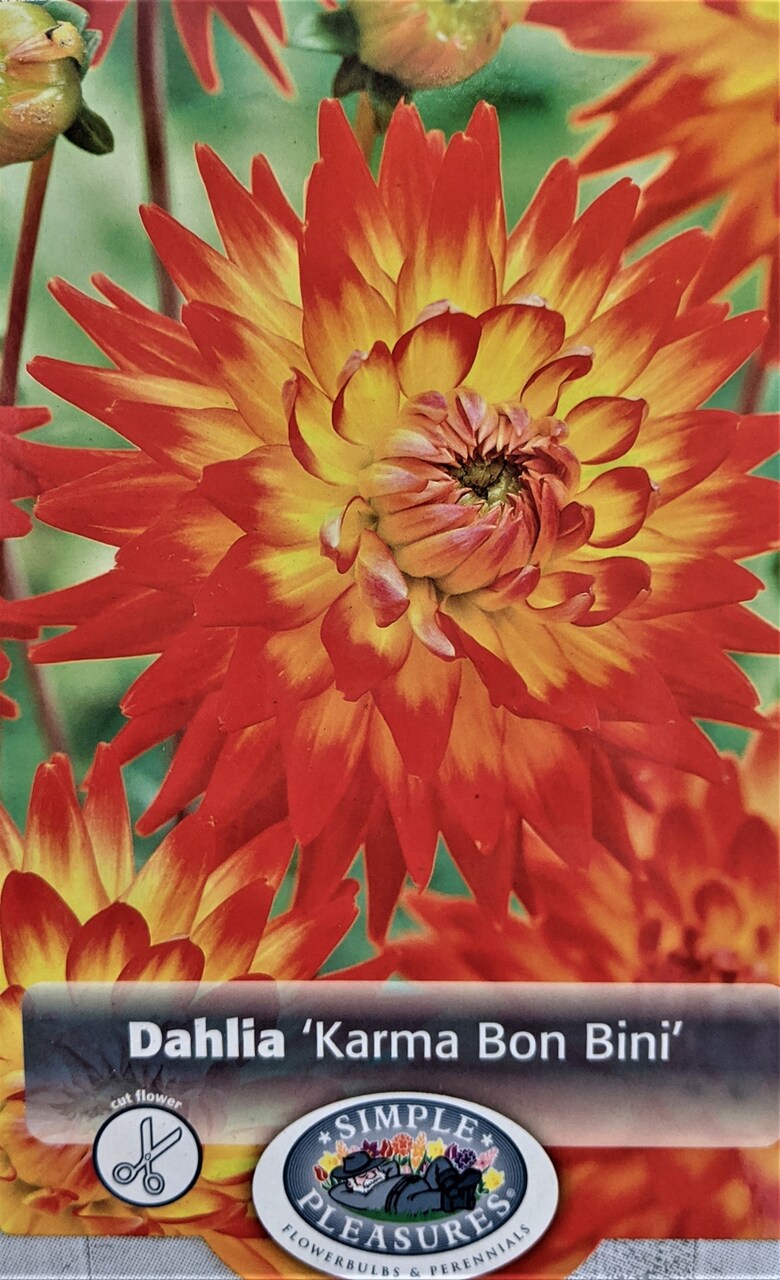 Karma Bon Bini Cactus Dahlia - Firey Red / Yellow Centers - #1 Size Root Clump